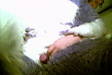 female purple husky pawing sollo