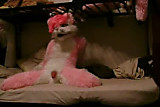 pink murry puppy fursuit paws